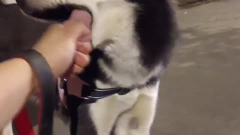 #Husky #HuskyDaily HAHAHA