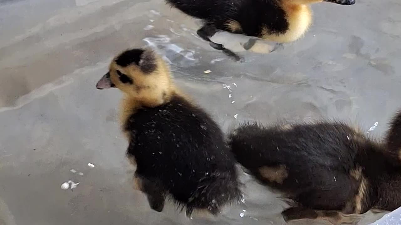 Baby ducks
