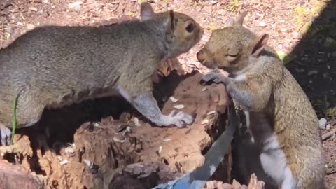 Remove stumps using cute squirrels.