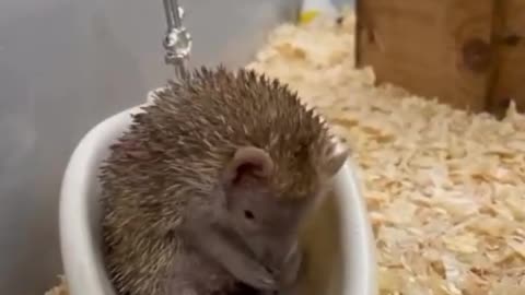 Tiny Bathroom