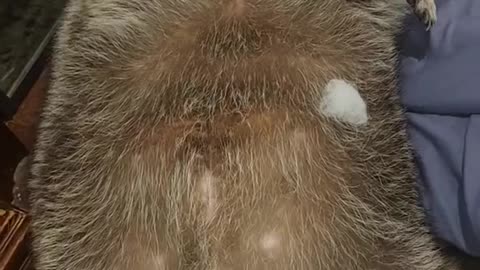 Big Raccoon Puff Ball