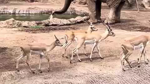 Elephant saves gazelle from drowning
