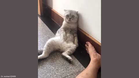 Funny Animal Videos
