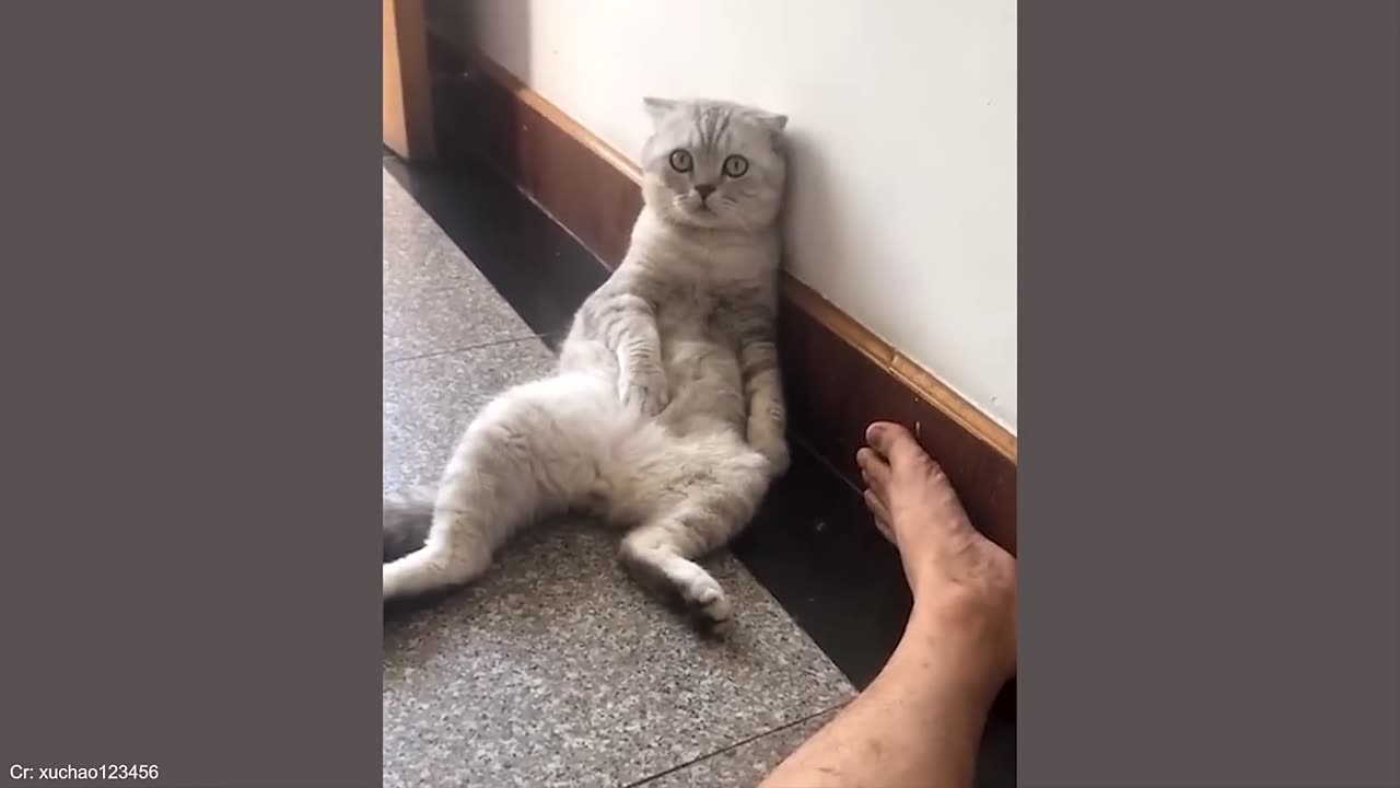 Funny Animal Videos