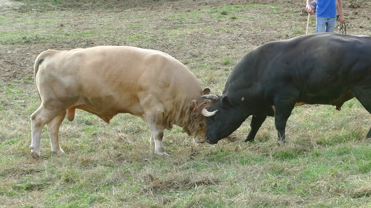 Golub od Arsa i Arijena vs Bijeli od Marka i Milana Kuprešani 2025