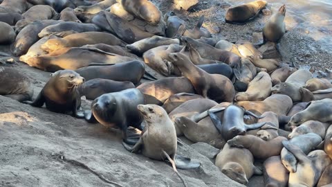 Sea Lion, wildlife, ocean