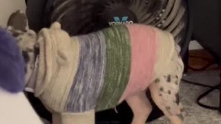 😂🐶 This Kid's 'Help' is TOO MUCH | FunFM