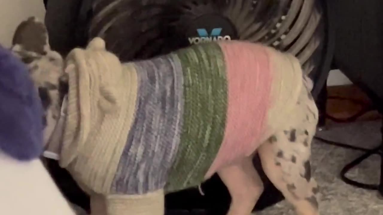 😂🐶 This Kid's 'Help' is TOO MUCH | FunFM