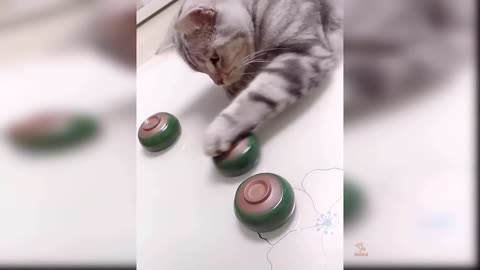 Baby Cats - Cute and Funny Cat Videos Compilation #1 _ Aww Animals