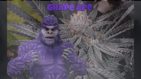 Grape Ape