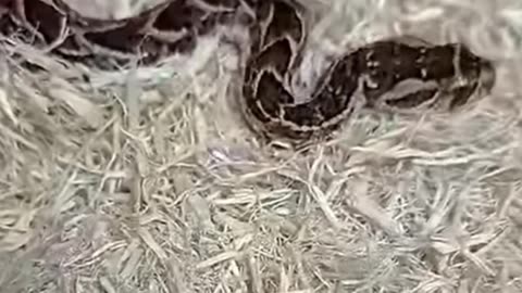 Snake Bites Itself to Death