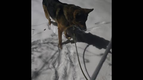 Virgil german shepherd.