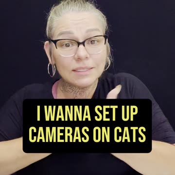 I Wanna Set Up Cameras On My Cats! 😂 #ASL #deaf #signlanguage