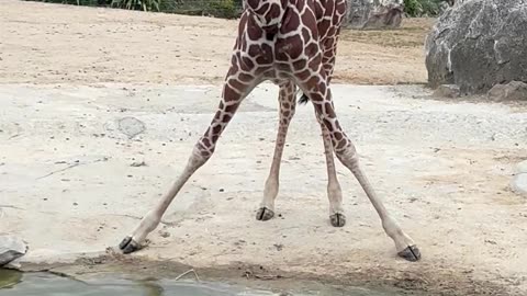 Giraffe Thinks She’s Demi Lovato