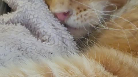 Maine Coon Henry Life should be a dream