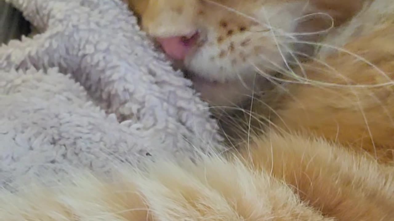 Maine Coon Henry Life should be a dream