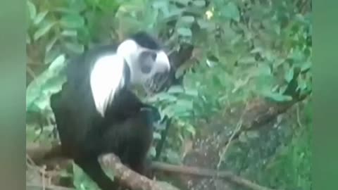 The Colobus Monkey You’ll Never See Anywhere Else 😲 | Endangered & Endemic Beauty!