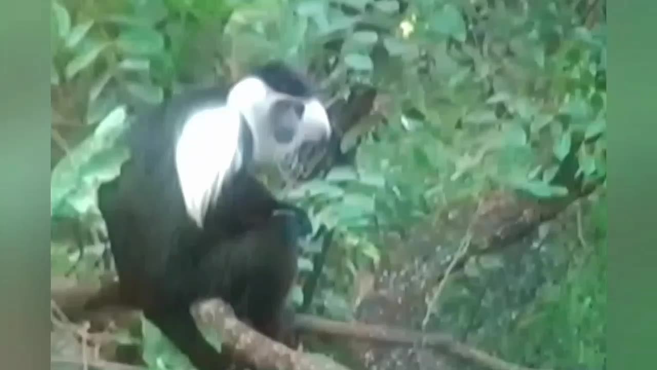 The Colobus Monkey You’ll Never See Anywhere Else 😲 | Endangered & Endemic Beauty!