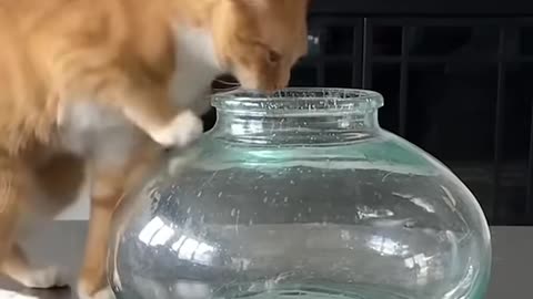 Cat in a Fishbowl