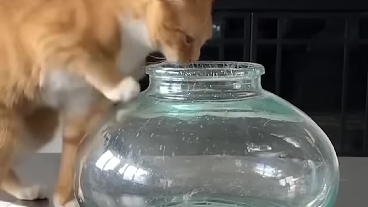 Cat in a Fishbowl
