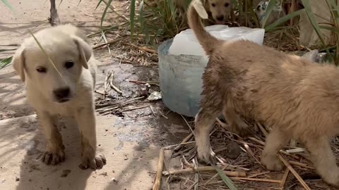 Stray Dogs In Iraq Given Ice Blocks To Cool Off
