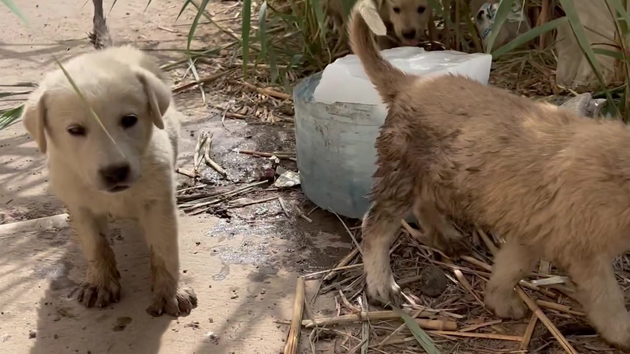 Stray Dogs In Iraq Given Ice Blocks To Cool Off