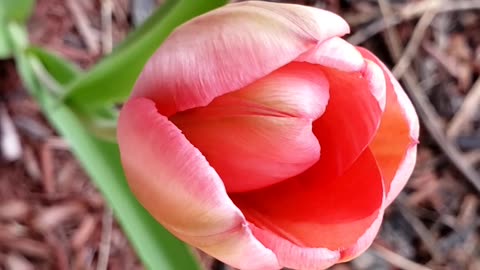 Spring flower, Tulip in May 2025