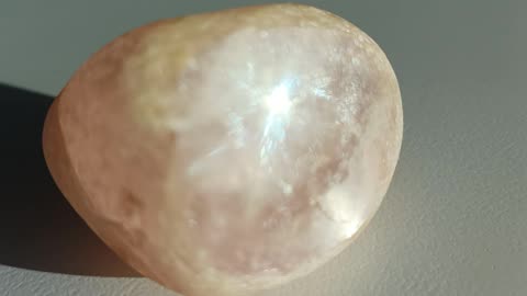 Draco pale green 🦎 experience