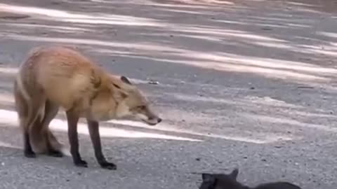 FOX VS CAT.. 🦊😸