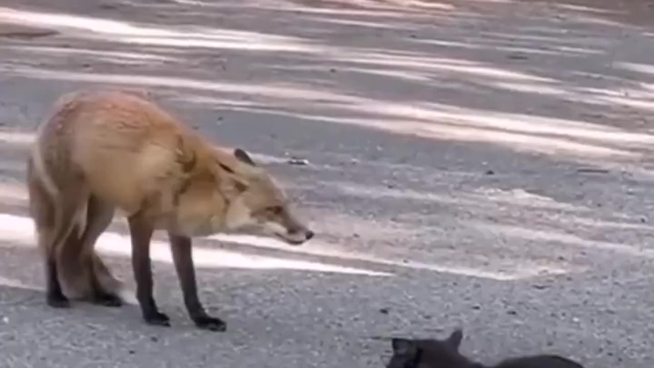 FOX VS CAT.. 🦊😸