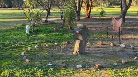 It's greening up at Jaya Sanctuary 🙌🏻