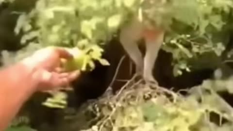 Cute Monkey