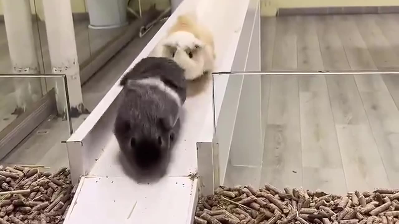 animal slide