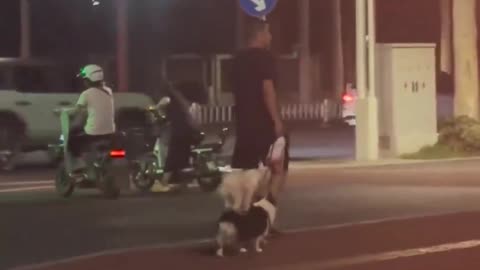 Is this dog a genius or what? Most convenient way to travel!