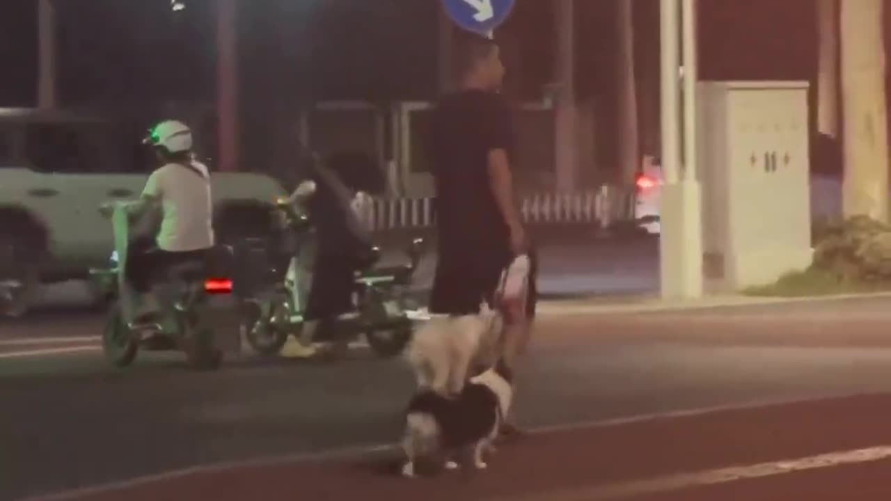Is this dog a genius or what? Most convenient way to travel!