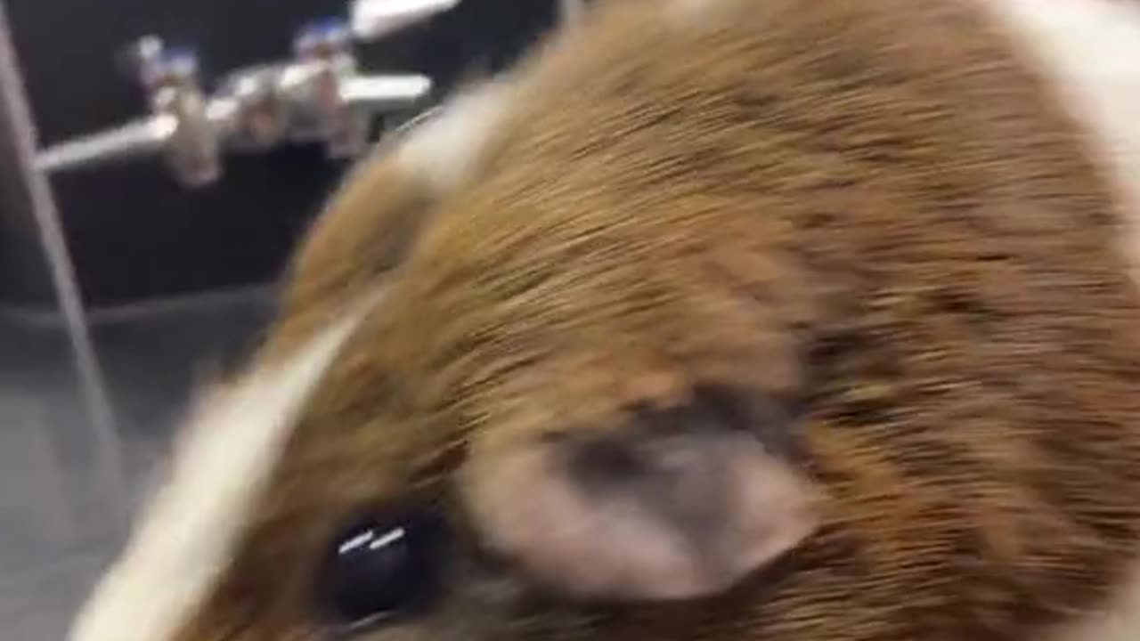 Guinea Pig Adventures Watch These Tiny Explorers in Action