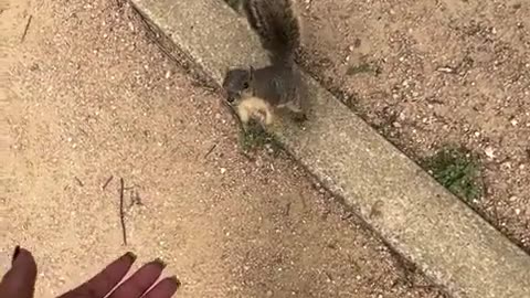 Squirrels hate niggers