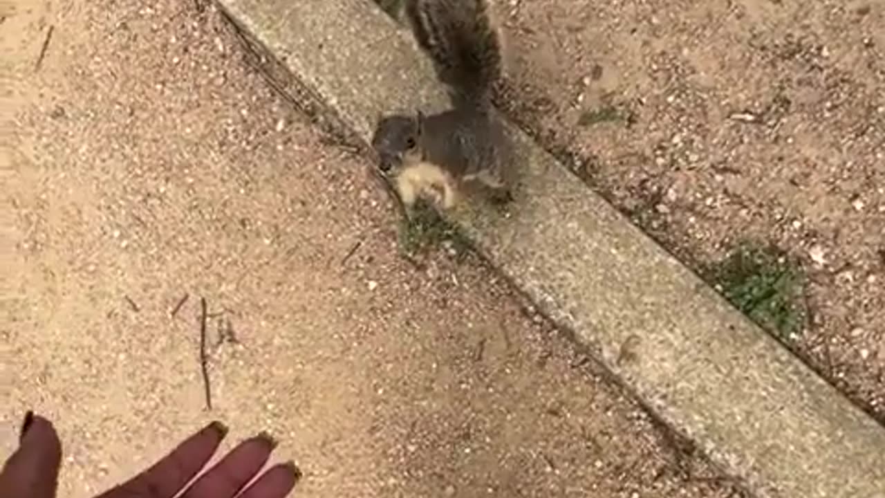Squirrels hate niggers