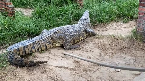 The angry crocodile that was beaten