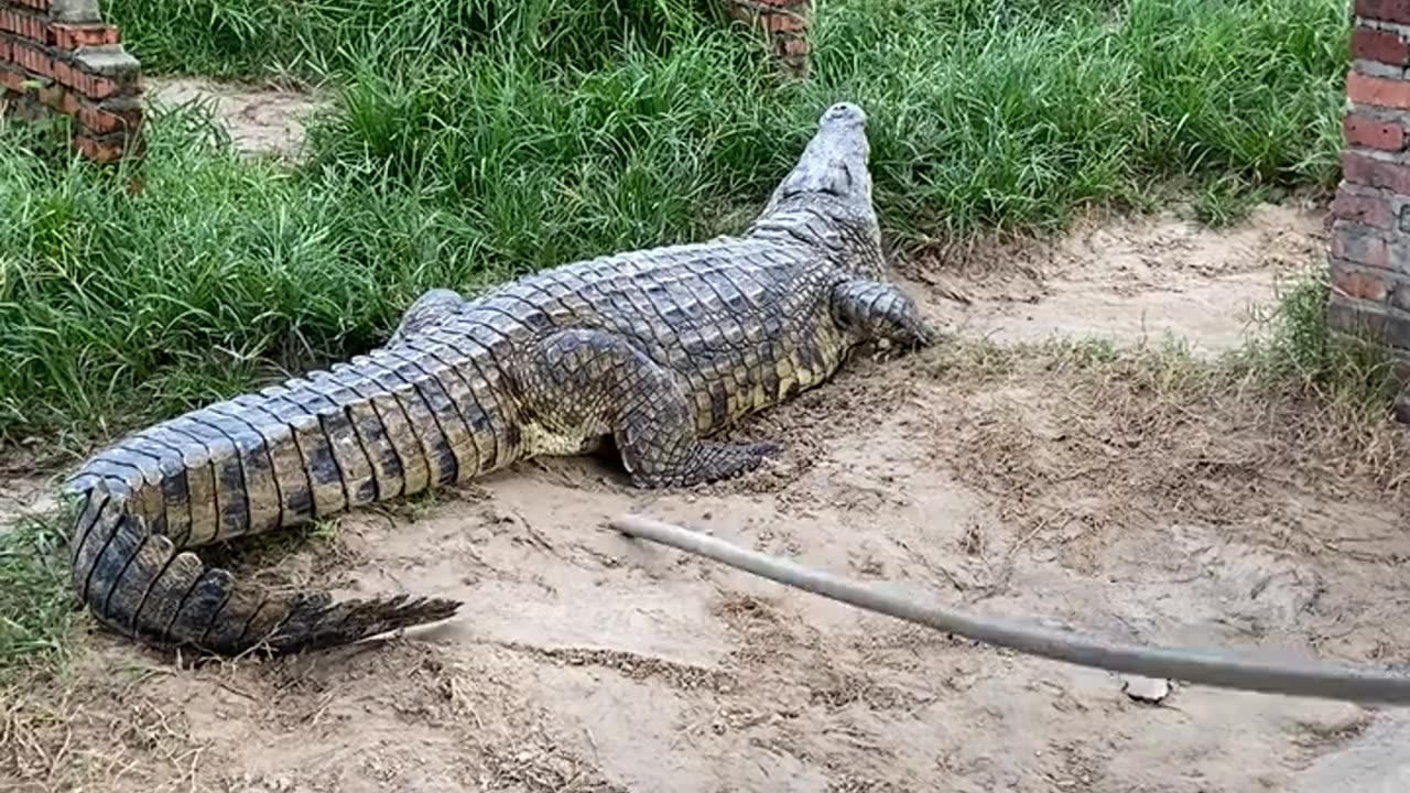 The angry crocodile that was beaten