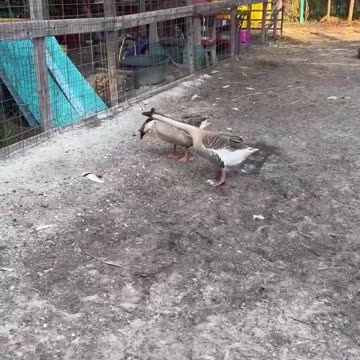 Pov: My look when I win 😌