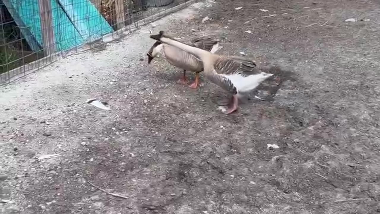 Pov: My look when I win 😌