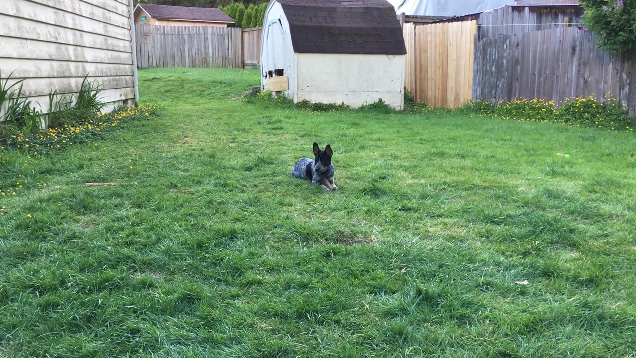 backyard hangout 90832