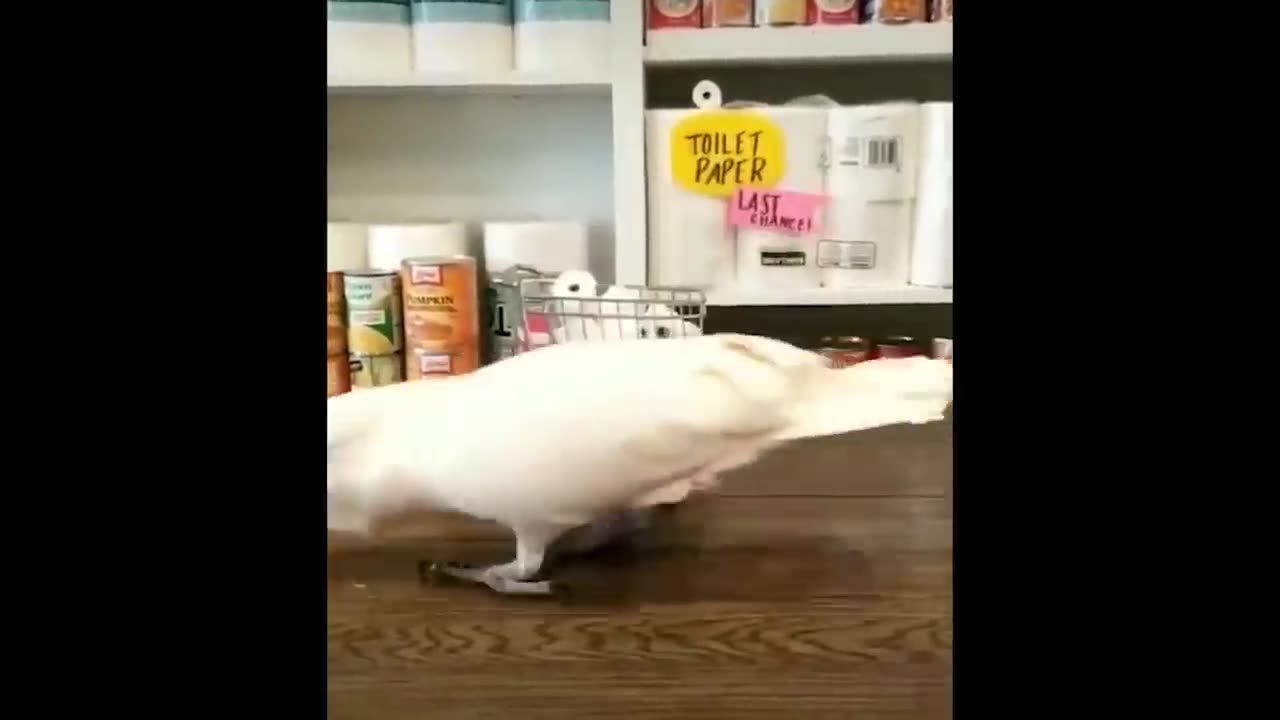 🤣Funny Animals Videos 4🤣