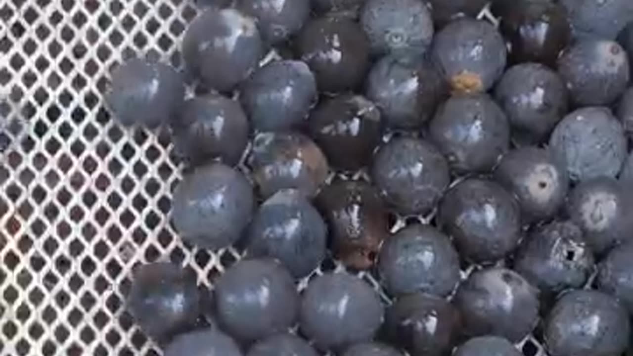 How to harvest Water Lily Seeds