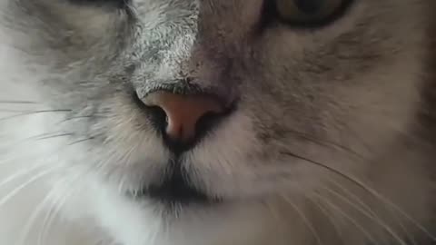 Cat with a Sense of Humor: 'I'm in Love With You!' 🐱💕