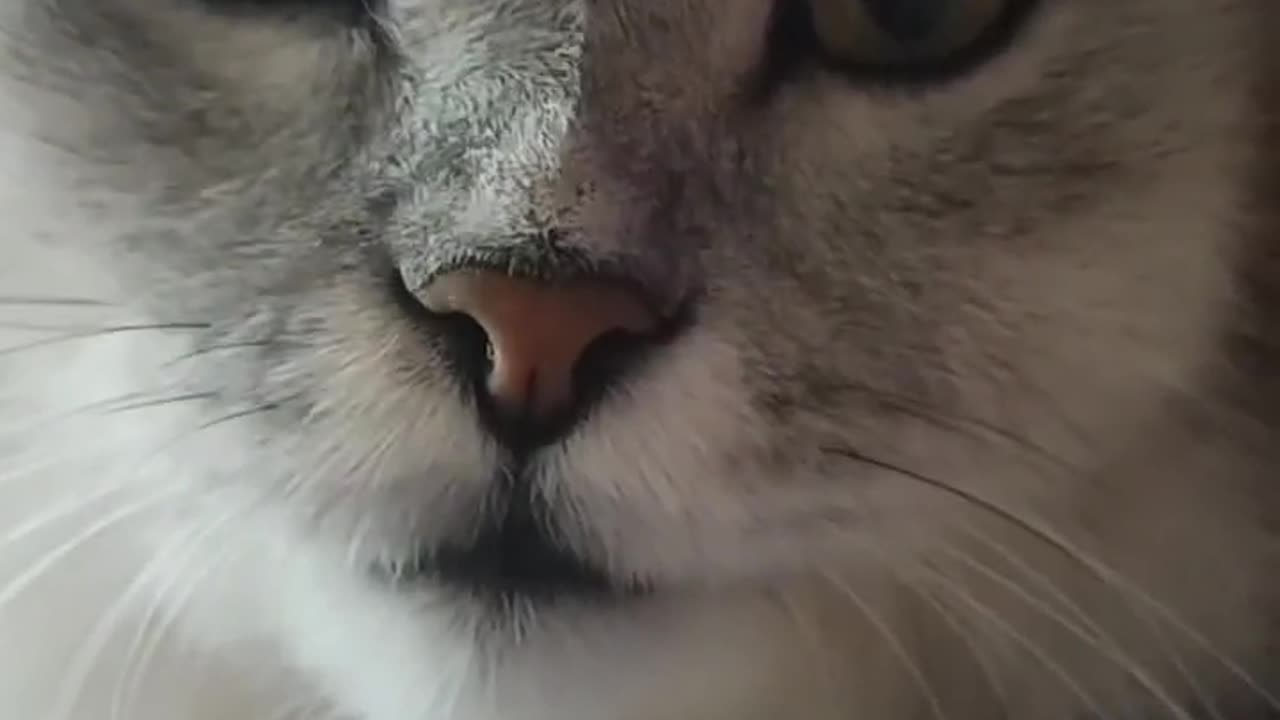 Cat with a Sense of Humor: 'I'm in Love With You!' 🐱💕