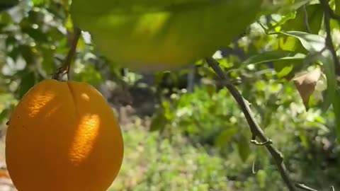 There are still oranges on the branch.