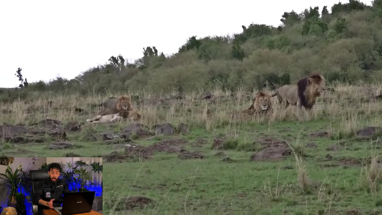 funny animall vidioe(The Legendary Lion: Oscar Face)