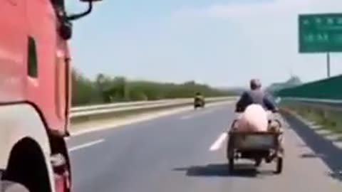 PIG ESCAPES SLAUGHTER HOUSE TRIP